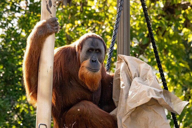 Orangutan Experience at Melbourne Zoo - excl. entry - In-Depth Look at the Orangutan Experience at Melbourne Zoo