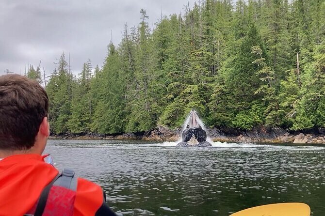 Orca Cove Sea Kayaking - Key Points