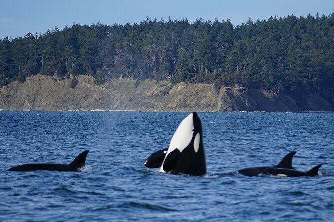 Orca whale tour from Orcas Island - Starting Point and Departure