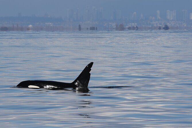 Orca whale tour from Orcas Island - The Focus on Orcas