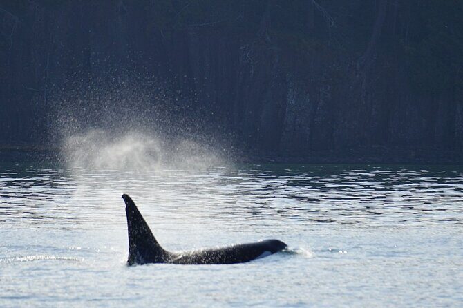 Orca whale tour from Orcas Island - Weather and Clothing
