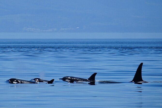 Orca whale tour near Seattle - Key Points