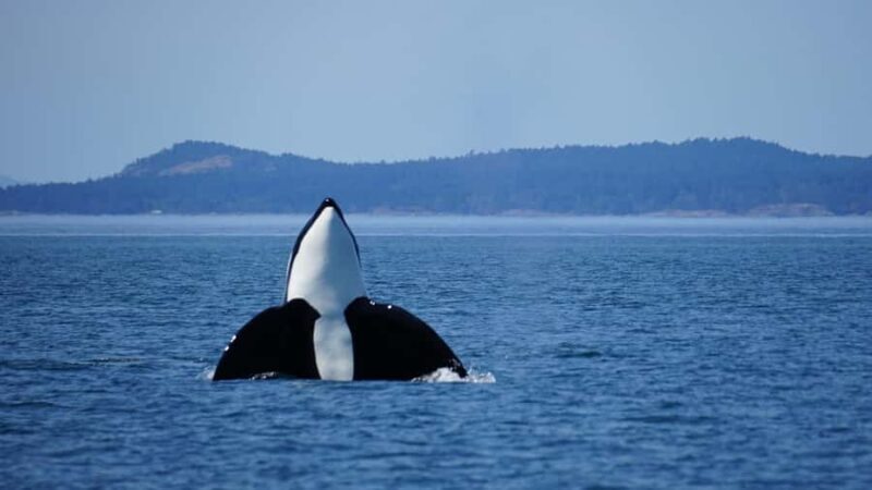 Orcas Island: Orca Whales guaranteed boat tour - Key Points