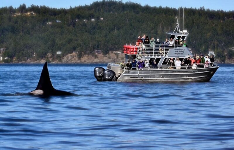 Orcas Island: Orca Whales guaranteed boat tour - Who’s This Tour Best For?