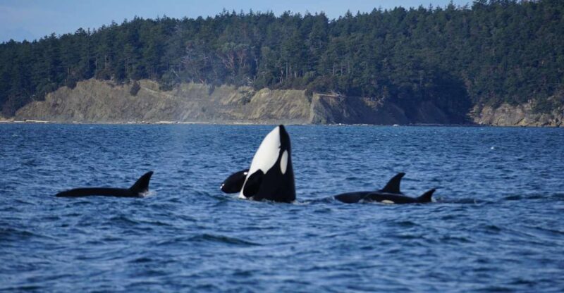 Orcas Island: Orca Whales guaranteed boat tour - FAQ