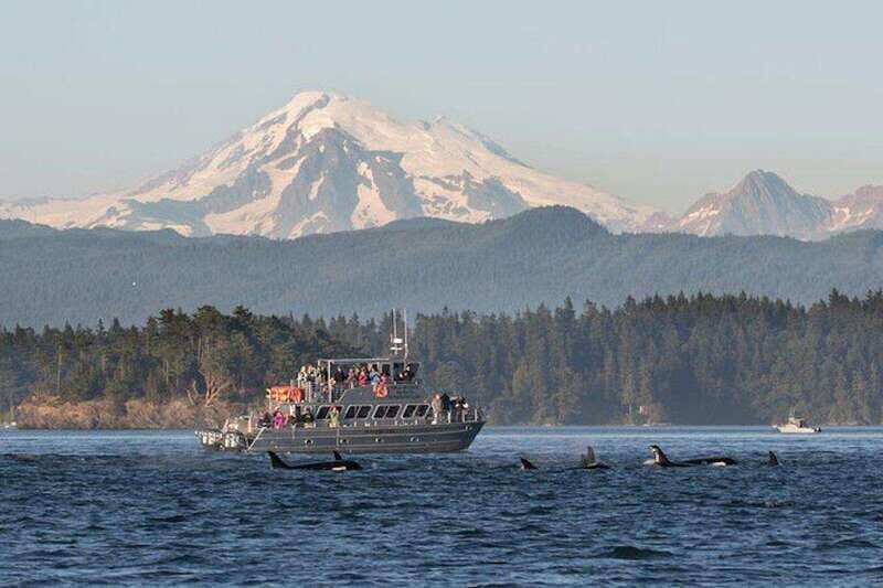 Orcas Island: Whale and Orca Guided Speedboat Tour - Key Points