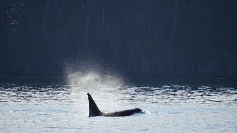 Orcas Island: Whale and Orca Guided Speedboat Tour - A Closer Look at the Orcas Island Whale and Orca Speedboat Tour