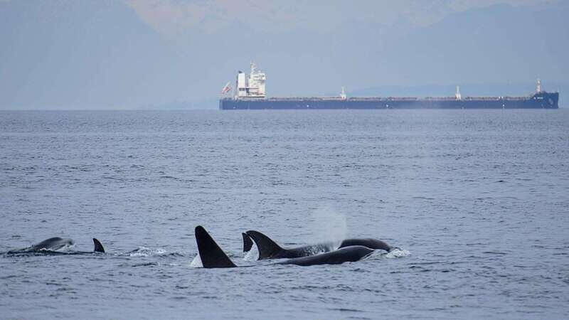 Orcas Island: Whale and Orca Guided Speedboat Tour - The Sum Up