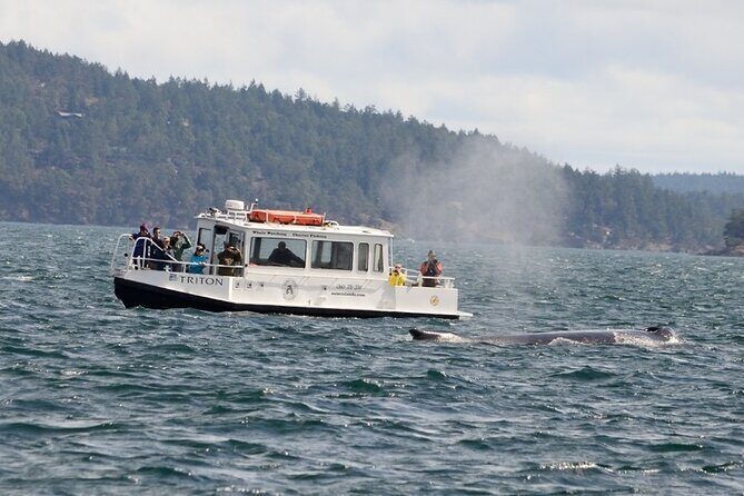 Orcas Island Whale Watching - Key Points