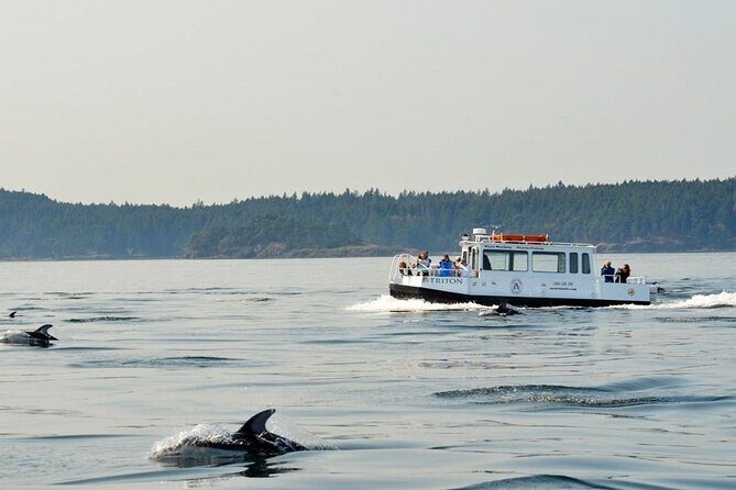 Orcas Island Whale Watching - Practicalities & Tips for Booking