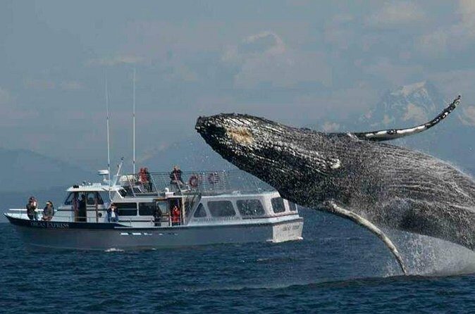Orcas Island Whale Watching - Wrapping It Up