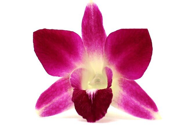 Orchid Airport Lei Greeting (Maui, Kahului Airport, OGG) - What Is the Orchid Airport Lei Greeting?