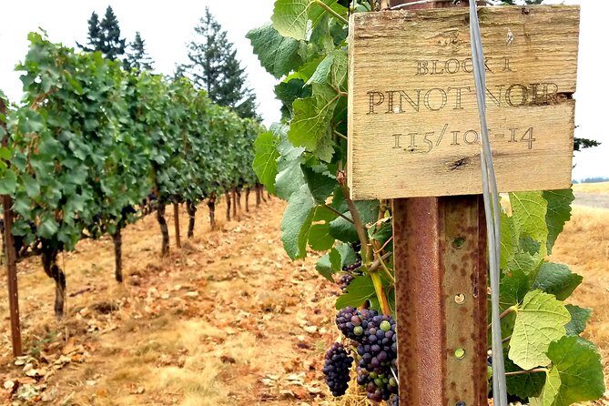 Oregon Wine Tour-Full Day Tour with Lunch Stop - Key Points