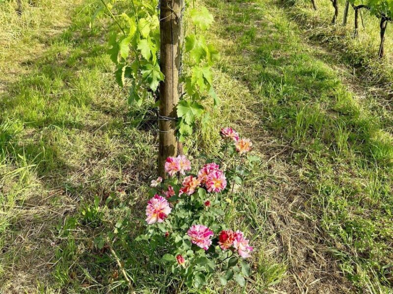 Organic and Biodynamic Winery Tour and Tasting in Lucca - A Friendly Look at the Organic and Biodynamic Winery Tour in Lucca