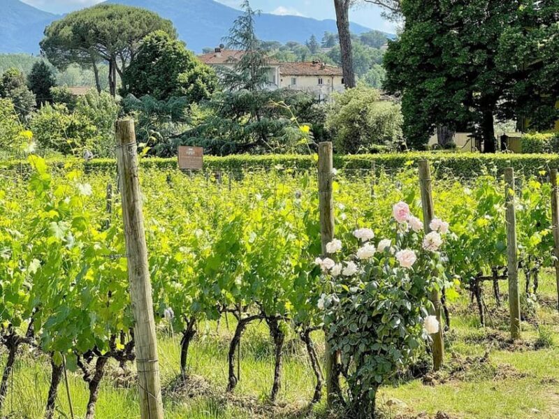Organic and Biodynamic Winery Tour and Tasting in Lucca - Inside the Winery: Craftsmanship and Sustainability
