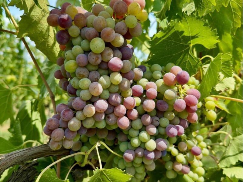 Organic and Biodynamic Winery Tour and Tasting in Lucca - FAQs