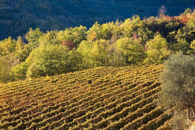 Organic Family Winery Experience in Liguria - The Experience for Travelers