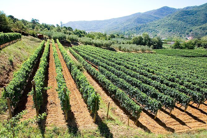 Organic Family Winery Experience in Liguria - Practical Tips