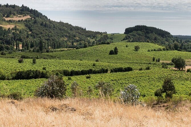 Organic Family Winery Experience in Liguria - FAQ