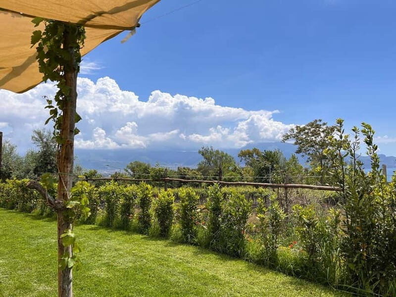 Organic Lunch With Wine Tasting from Pompeii - Key Points