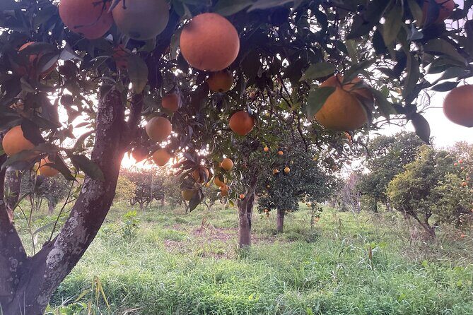 Organic Orange Picking & Jam Making with Farm-to-Table Lunch - Final Thoughts