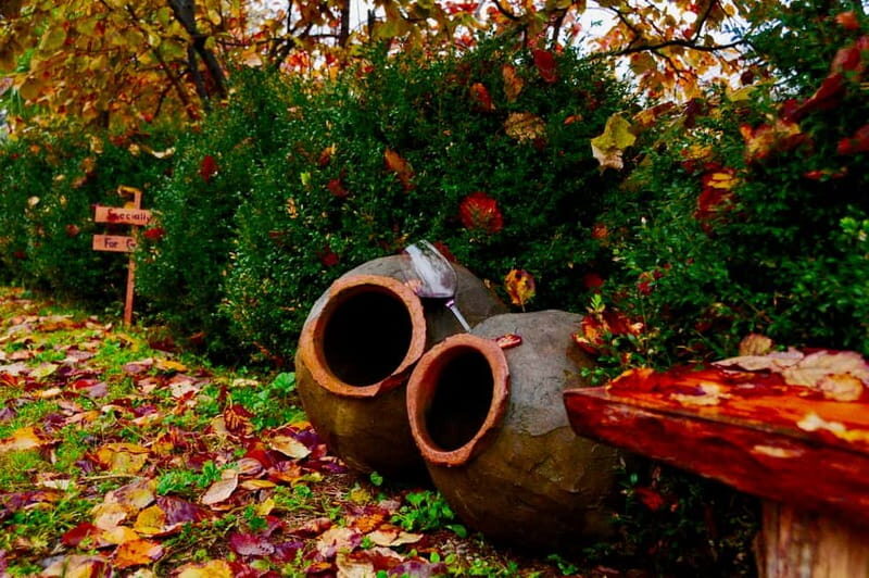 Organic Wine Full Day Private Tour With Tastings and Lunch - What We Think About the Tour