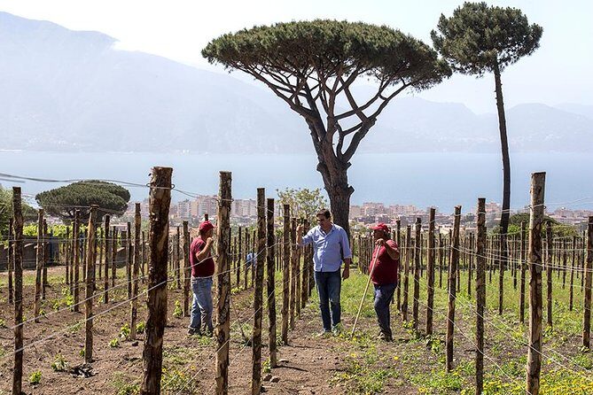 Organic Wine Tasting & Lunch Experience on Mt Vesuvius - Final Thoughts