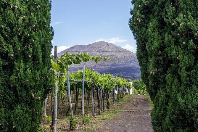 Organic Wine Tasting & Lunch on Vesuvius with Transfer from Naples - A Detailed Look at the Experience