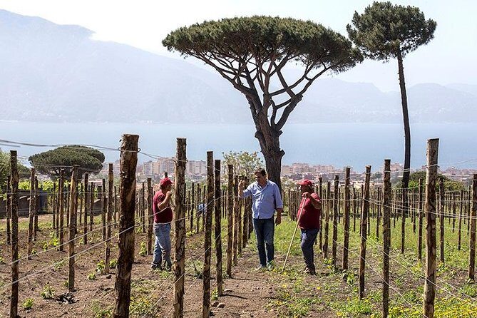 Organic Wine Tasting & Lunch on Vesuvius with Transfer from Sorrento Peninsula - Who Should Consider This Tour?