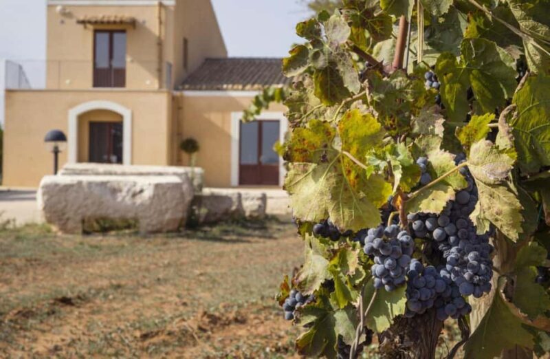 Organic Winery Tour, Wine Tasting & Light Lunch near Ragusa - The Scenic and Cultural Highlights