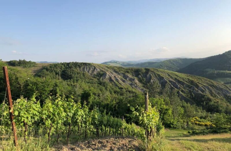 Organic Winery Visit with Wine & Food Tasting in Bologna - Discovering Bologna’s Organic Wine Scene