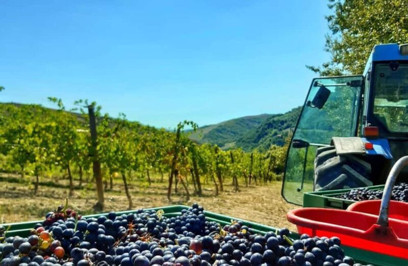 Organic Winery Visit with Wine & Food Tasting in Bologna - Who Is This Tour Best For?