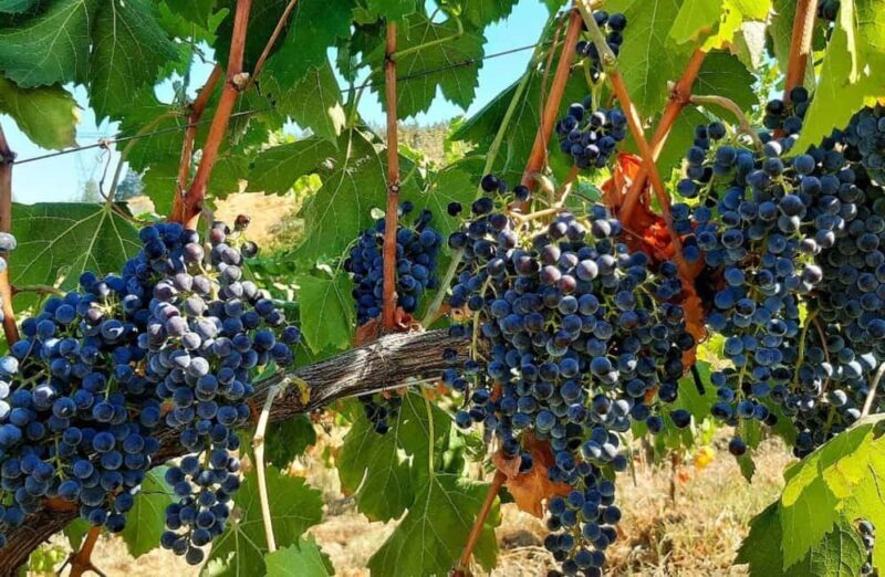 Organic Winery Visit with Wine & Food Tasting in Bologna - FAQs