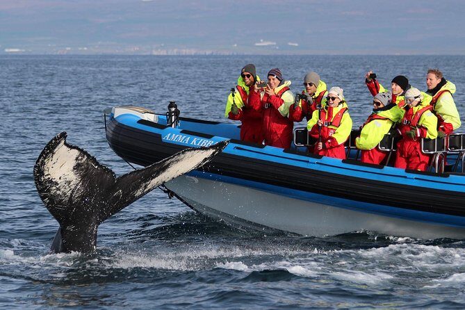 Original Big Whale Safari & Puffins Speedboat Tour from Húsavík - The Route and What to Expect