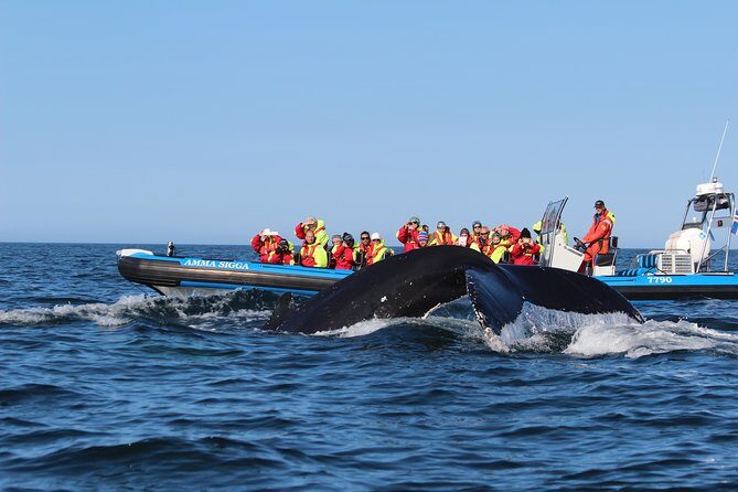 Original Big Whale Safari & Puffins Speedboat Tour from Húsavík - The Authenticity and Authenticity of the Experience