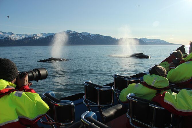 Original Big Whale Safari & Puffins Speedboat Tour from Húsavík - FAQ
