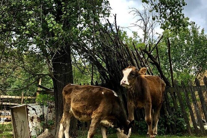 Original Carpathian Village Experience and Sinaia in one day tour - FAQ