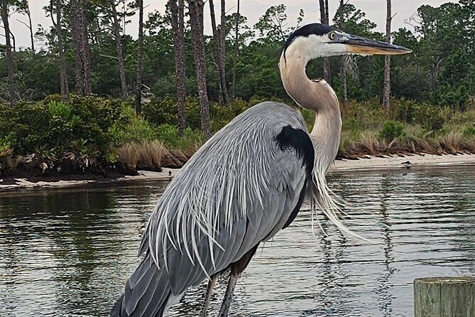 Original CRUISIN TIKIS 90 min Cruise - Grand Lagoon - FAQ