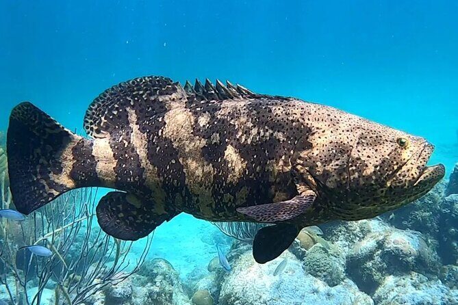Original Snorkel and Sandbar Combo in Islamorada - What to Expect from the Tour
