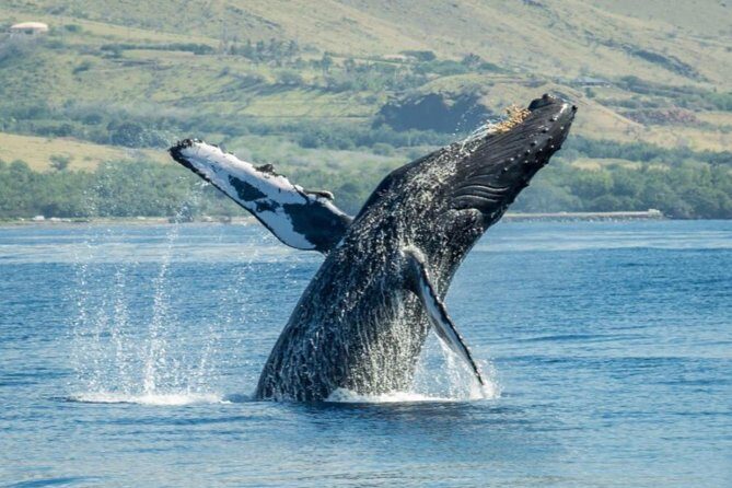 Original Sunset Cruise with Open Bar from Kaanapali Beach - Is This Tour Worth It?
