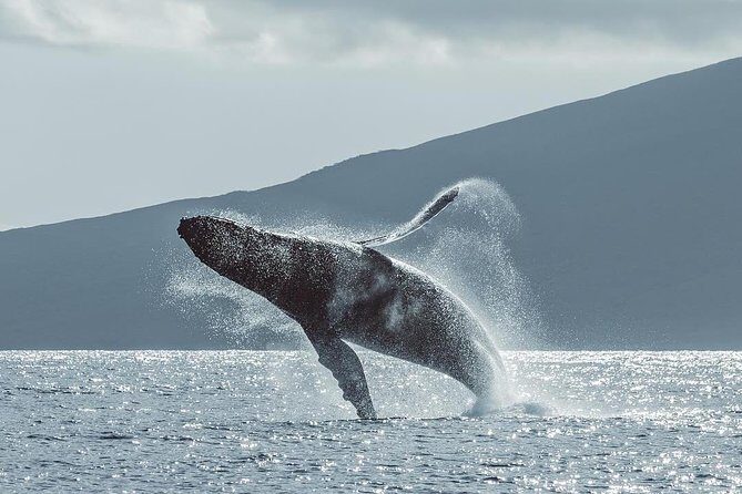 Original Sunset Cruise with Open Bar from Kaanapali Beach - Who Should Consider This?