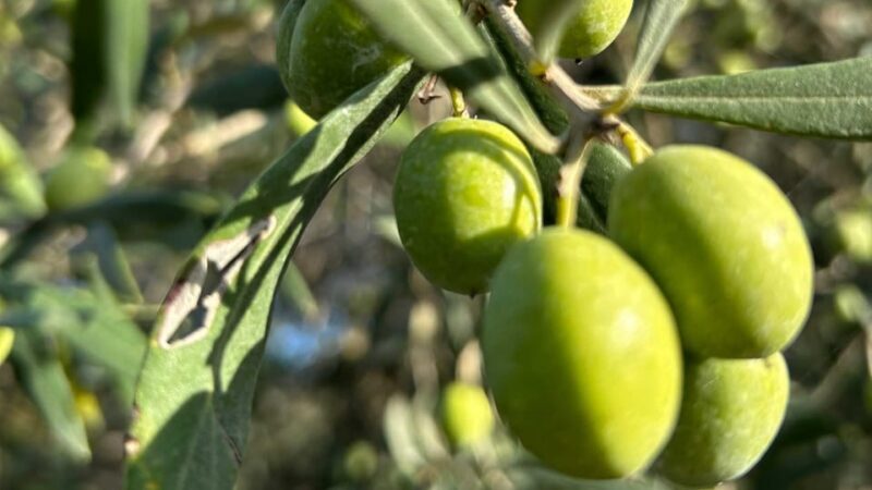 Oristano: visit a farm with oil tasting - Exploring the Sardinian Olive Farm Experience: A Practical Look