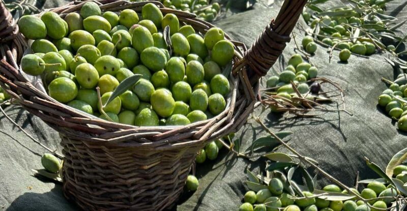 Oristano: visit a farm with oil tasting - Key Points