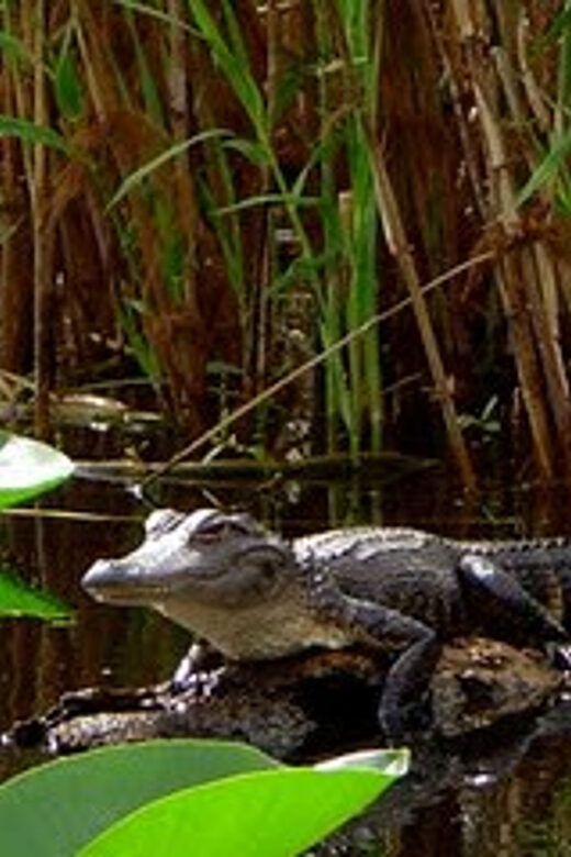 Orlando Alligator Experience: Day-Trip From Orlando - A Detailed Look at the Orlando Alligator Experience