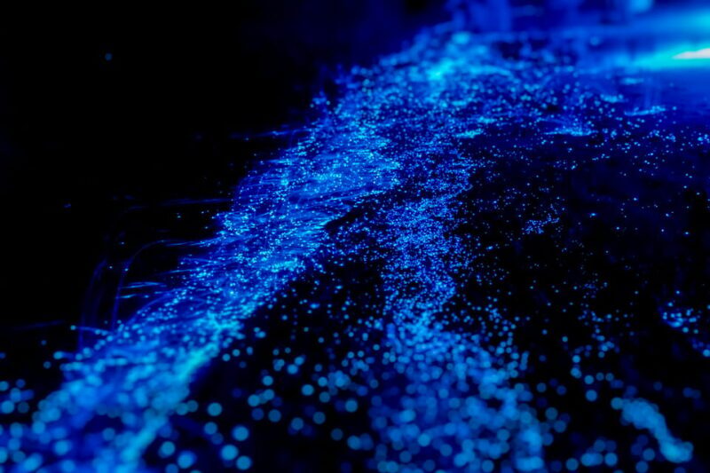 Orlando: Bioluminescence Kayak Tour - The Experience on the Water