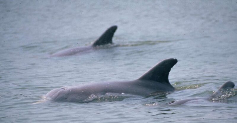 Orlando: Dolphin Clear Kayak or Paddle Board Adventure - An In-Depth Look at What to Expect