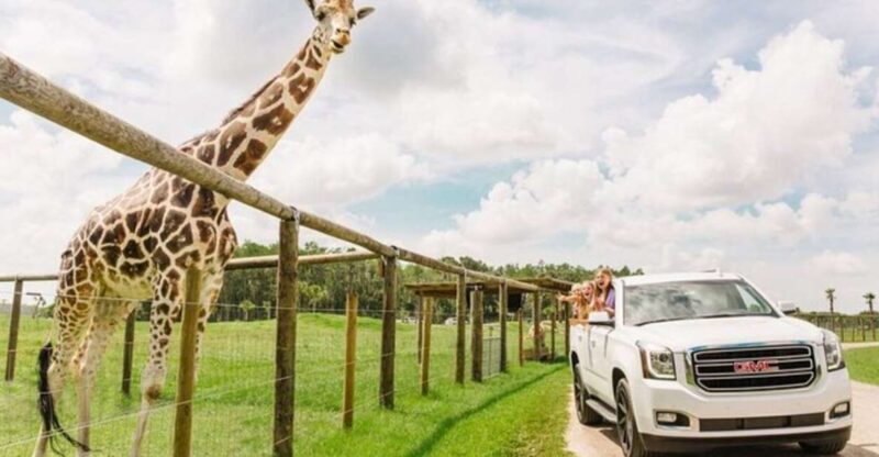 Orlando: Drive-Thru Safari Park at Wild Florida - What Is the Drive-Thru Safari Park at Wild Florida?
