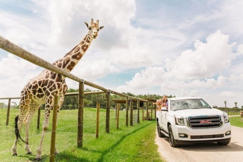 Orlando: Drive-Thru Safari Park at Wild Florida - What Are the Downsides?