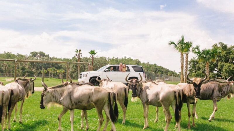 Orlando: Drive-Thru Safari Park at Wild Florida - Who Should Consider This Experience?