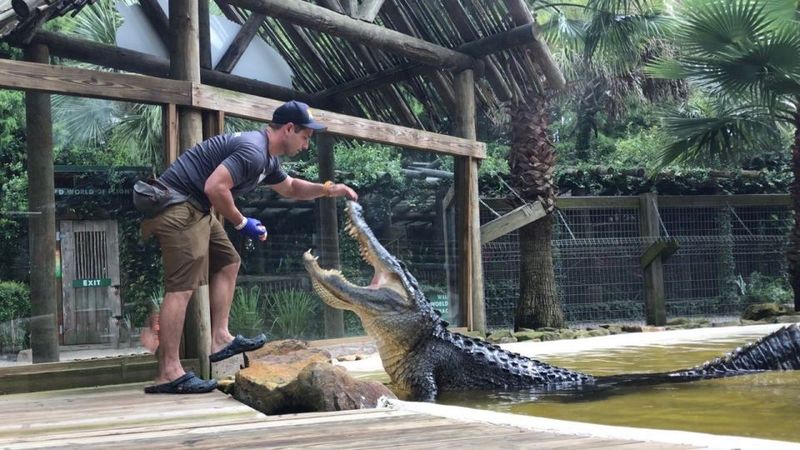 Orlando: Everglades Airboat Ride and Wildlife Park Ticket - What You’ll Actually See on the Airboat: Birds, Reptiles, and Wetland Terrain